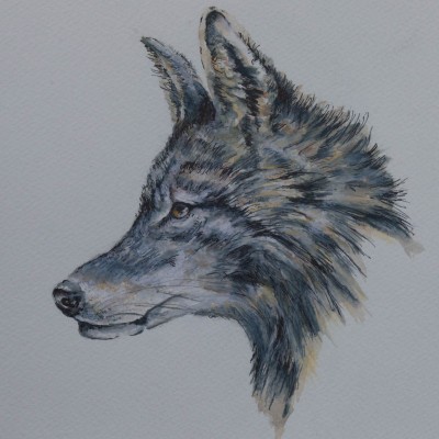 Coyote-- Sketch book - Not for sale