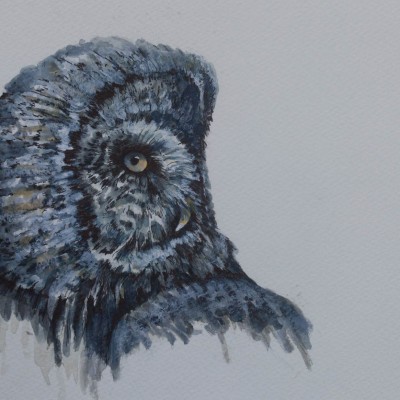 Great Grey Owl-Drawing - SOLD