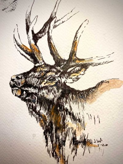 Elk - Sketch book - Not for sale