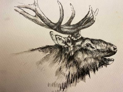 Elk - Sketch book - Not for sale