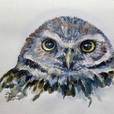 Burrowing Owl - Sketch - Not for sale