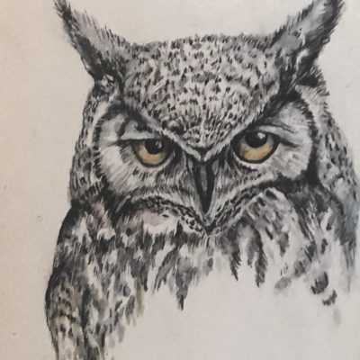 Great Horned Owl - Sketch - Not for Sale