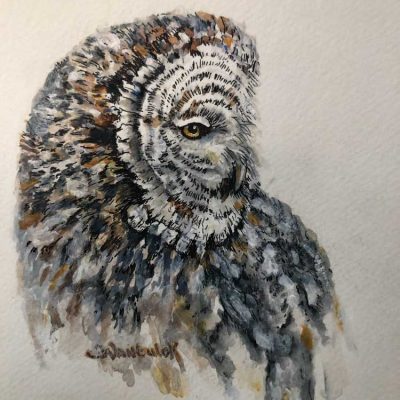 Great Gray Owl - Sketch book - Not for sale