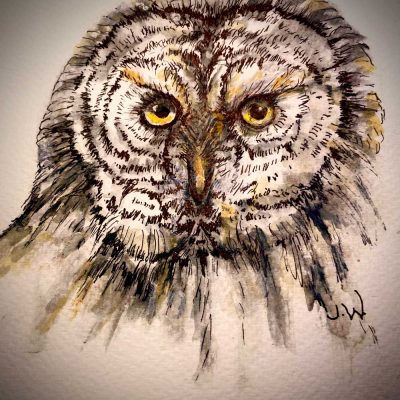 Great Grey Owl - Sketch - Not for sale