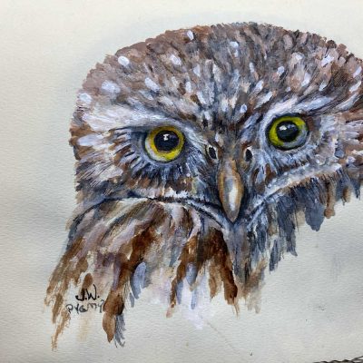 Pigmy Owl - Sketch book - Not for sale