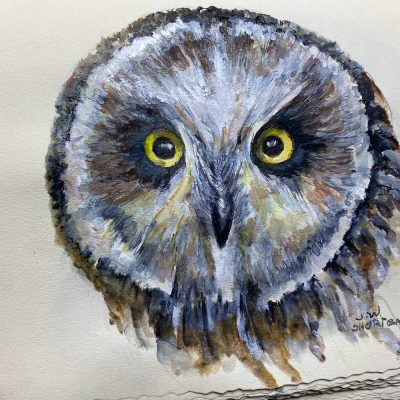 Short Eared Owl - Sketch book - Not for sale