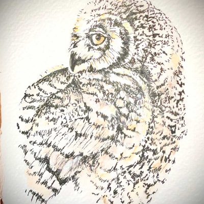 Great Horned Owl. This sketch is not for sale.