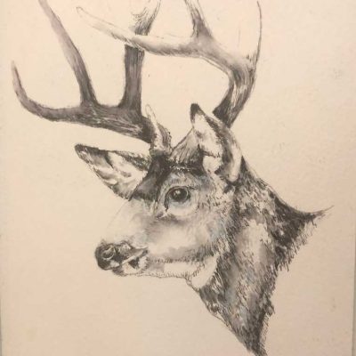 Deer - Field Sketch - Not for Sale