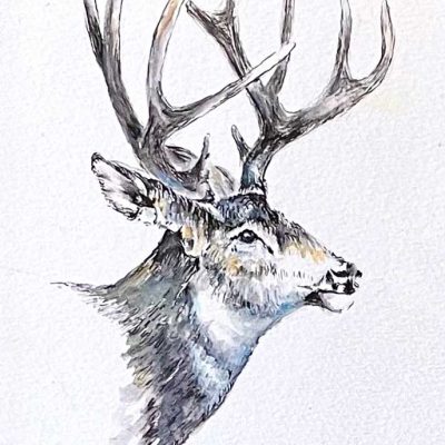 Mule Deer Drawing - Painting size 5" x 7". Framed size 13" x 15". Price = $300 - SOLD