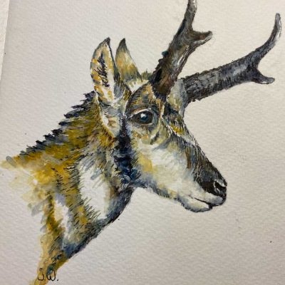 Pronghorn - Sketch book - Not for sale