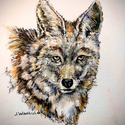Coyote - Sketch book - Not for sale- Not for sale
