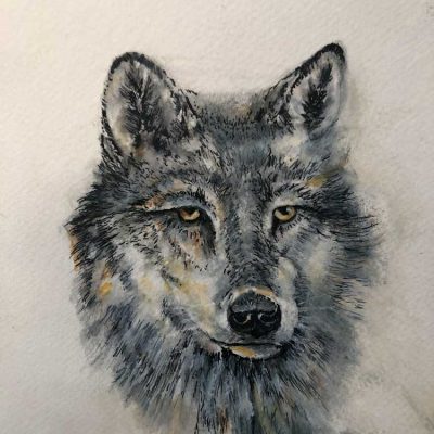 Grey Wolf - Sketch book - Not for sale